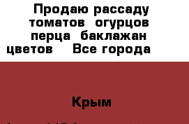 Продаю рассаду томатов, огурцов, перца, баклажан, цветов  - Все города  »    . Крым